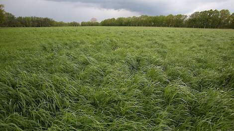 Voederwaarde vers gras neemt weer toe