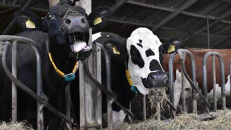 'Een koe zelf zijn gras laten verteren is veel efficiënter dan het deels overlaten aan de graskuil'