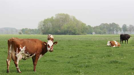 Areaal biologische landbouwgrond kruipt naar vijf procent van het totaal, vooral grasland