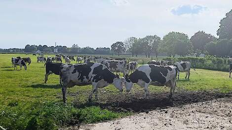 Video: Skal Biocontrole controleert weidegang ‘met de menselijke maat’