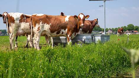 Bufferstrook vermindert afspoeling meststoffen naar oppervlaktewater