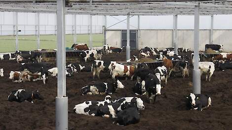 Eerste Kamer gunt de sector tijd en ruimte voor overgang naar een dierwaardige veehouderij