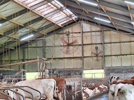 Ventilatoren met verneveling in ligboxenstal