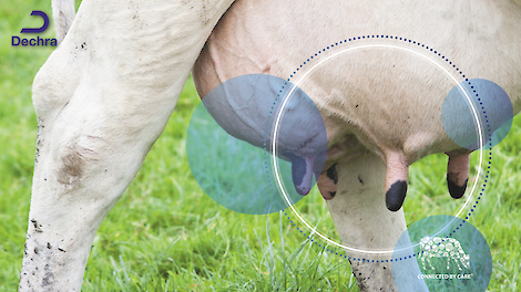 Pijnbestrijding bij koeien met mastitis