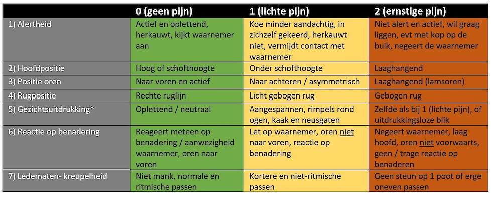 Pijnscoring bij rundvee