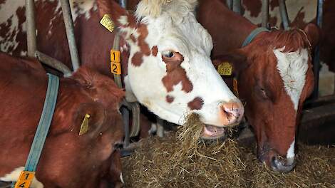 Melkveehouders van Koe en Eiwit halen gemiddeld 158 RE