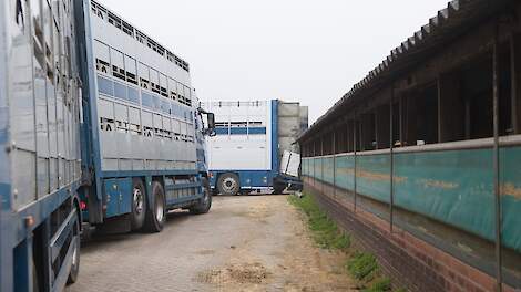 'Blauwtongvaccinatie registreren voor export fokvee'