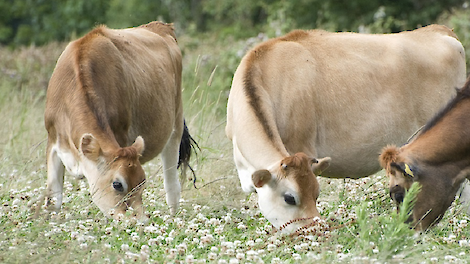 Ervaringen met natuurinclusieve melkveehouderij