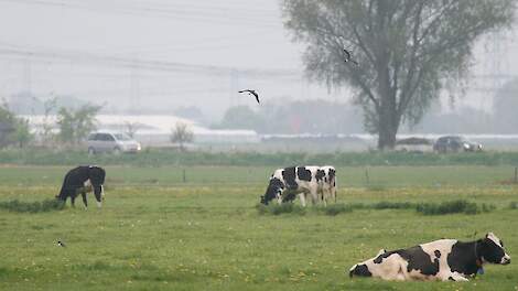 Beweiding waardevol voor weidevogels