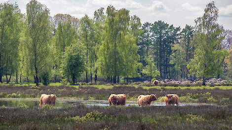 Europese natuurherstelwet aangenomen