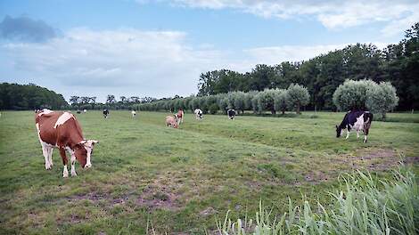 Functionele houtwallen in de melkveehouderij