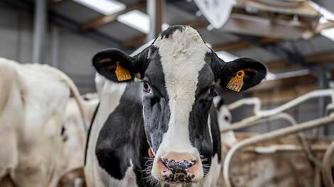 Waar staan we met BVD in Nederland?