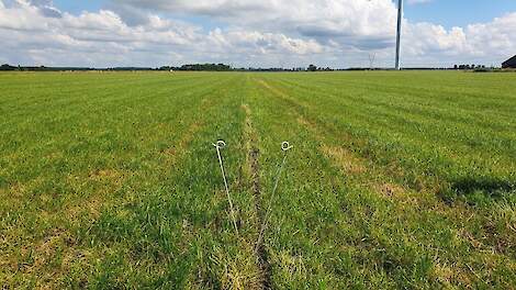 Kunstmest beïnvloedt eiwitkwaliteit van gras