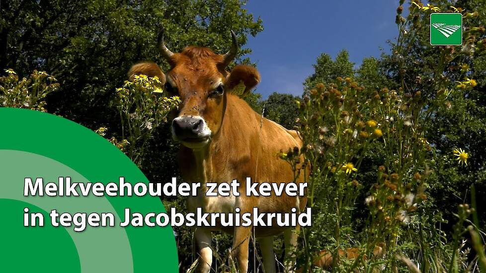 Melkveehouder zet kever in tegen jacobskruiskruid