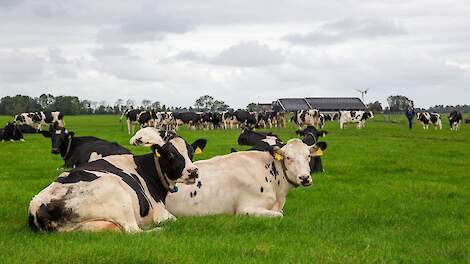 Lopen de koeien bij jou buiten op 1 juli voor weidepremie en ecoregeling?