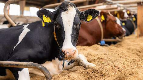 Richard Groenesteege over Berg's vlas bedding speciaal