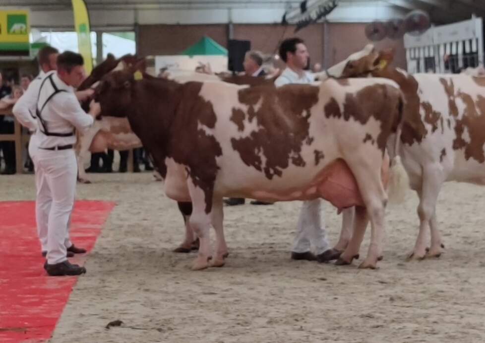 De ruim 14-jarige Big Super Star 69, de oudste koe op de keuring. Ze heeft al bijna 160.000 kilo melk gegeven.