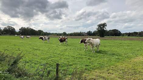 Bedrijven met weidegang hebben een hogere liquiditeitsmarge