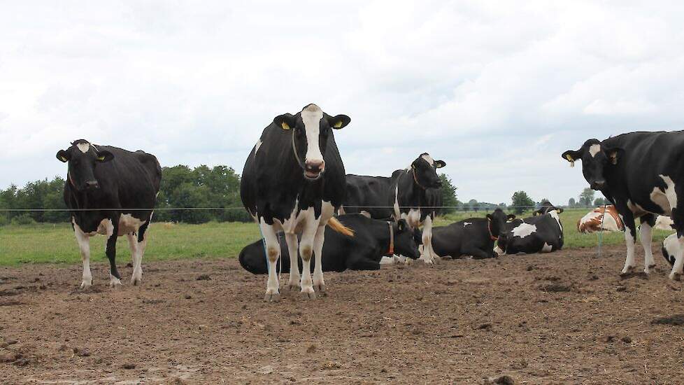 Een uitloop is ideaal voor droogstaande koeien