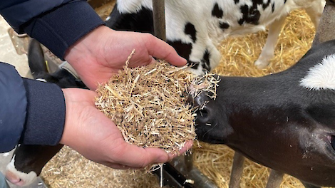 Geen speendip meer door Stro+brok rantsoen