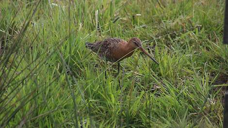 Geen windmolens in polder Mastenbroek vanwege aanwezigheid weidevogels