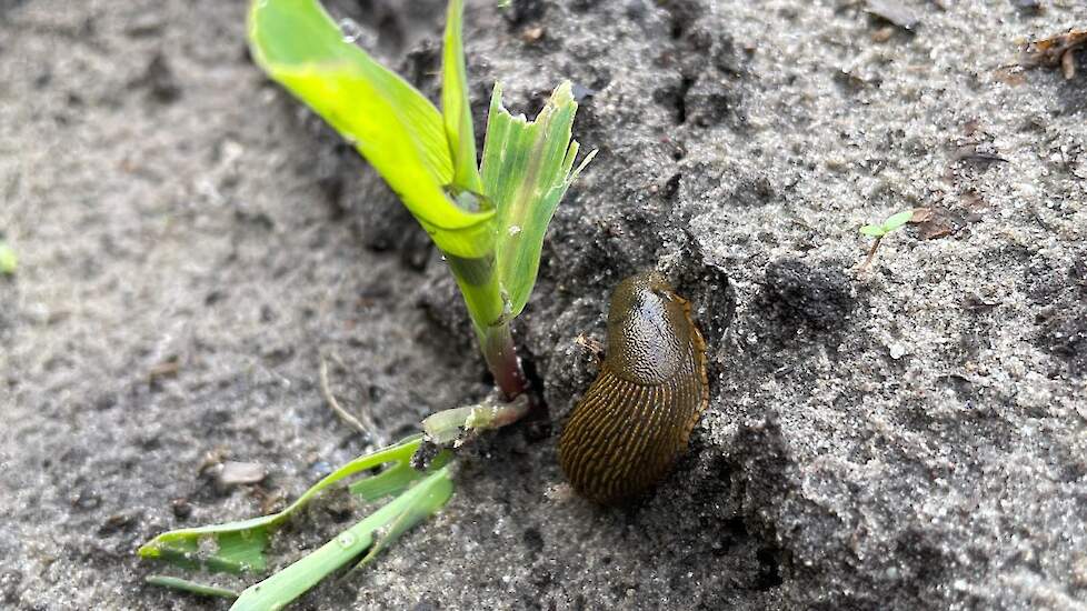 Vogelvraat en ritnaaldenschade zien we elk jaar. Door de tragere opkomst en ontwikkeling hebben de ritnaalden wel meer kans gezien om maïsplantjes aan te vallen. Opmerkelijk dit jaar was de slakkenschade op sommige percelen.