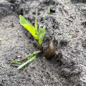 Vogelvraat en ritnaaldenschade zien we elk jaar. Door de tragere opkomst en ontwikkeling hebben de ritnaalden wel meer kans gezien om maïsplantjes aan te vallen. Opmerkelijk dit jaar was de slakkenschade op sommige percelen.