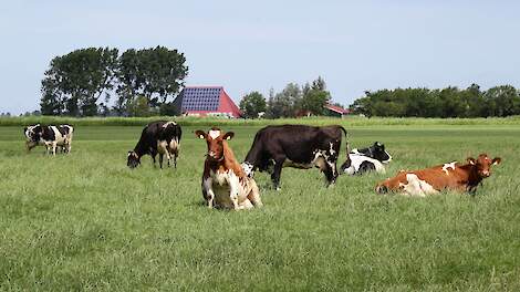 Unieke schaderegeling Friese veenweidebedrijven