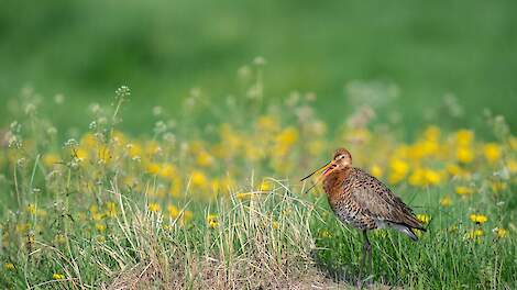 FrieslandCampina gaat weidevogels ondersteunen