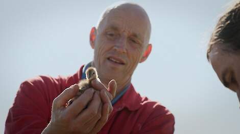 Omroep Human zendt weidevogeldocumentaire ‘Vogels kun je niet melken’ uit op NPO 2