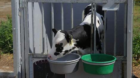 Wateropname kalveren stijgt bij verstrekken warm water