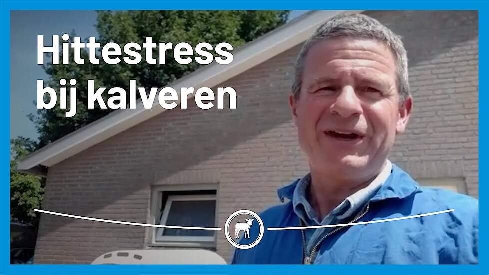 Hittestress bij kalveren. Herkennen en voorkomen.