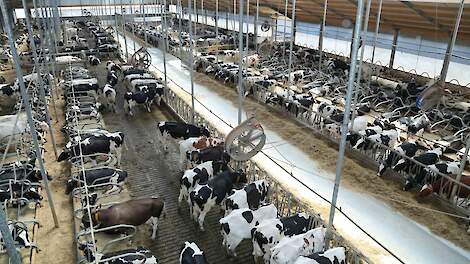 Emissie stal stijgt licht ondanks lager ruw eiwitgehalte in voer