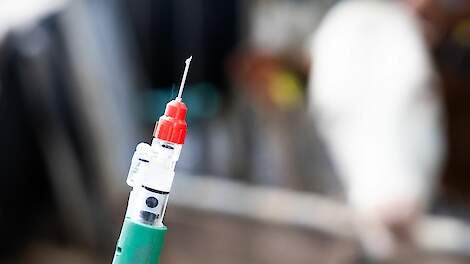 Vaccinatie tegen IBR verplicht vanaf 1 juli 2025