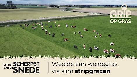 Video: Weelde aan weidegras via slim stripgrazen