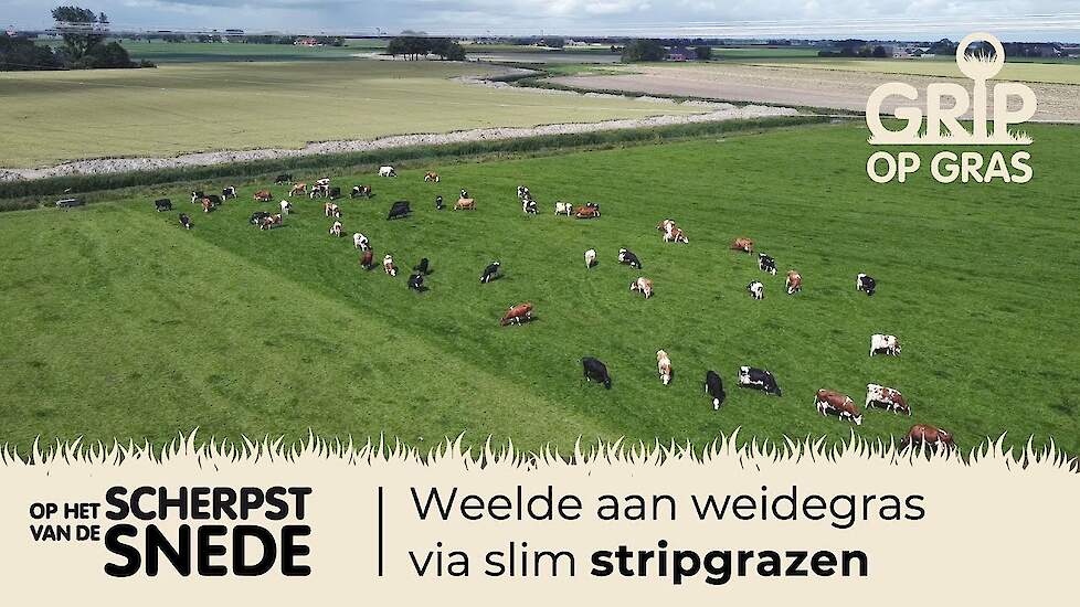 Grip op Gras - Op het scherpst van de snede 13 - Stripgrazen