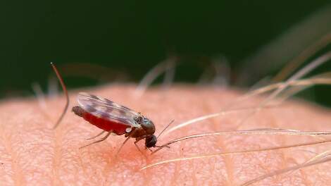 Dierenarts roept op tot vaccinatie blauwtong