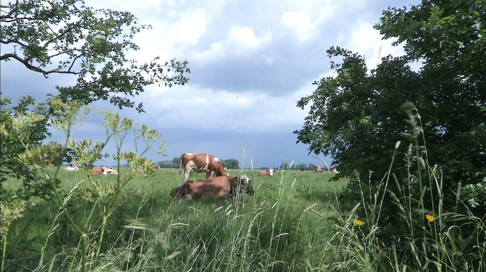 Biologisch melkveehouder Arie Poot heeft 40 ha van zijn 65 ha beweidbare huiskavel ingezaaid met productief kruidenrijk grasland.