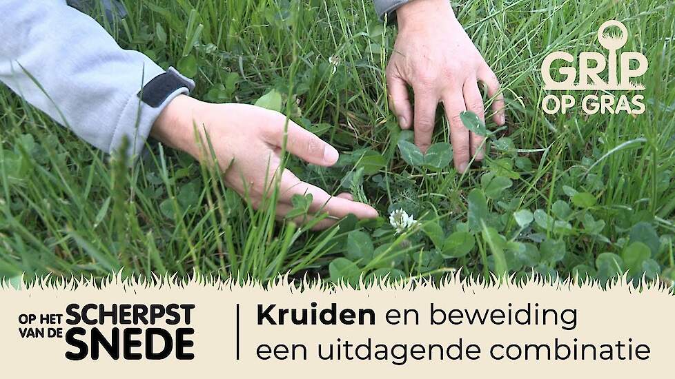 Grip op Gras - Op het scherpst van de snede 12 - Productief kruidenrijk grasland