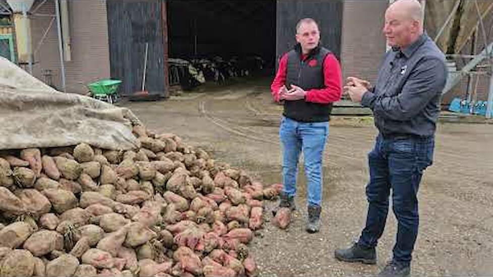 Voederbieten zijn snoepjes voor de koeien | De ervaringen van fam. Sengers | LG Seeds