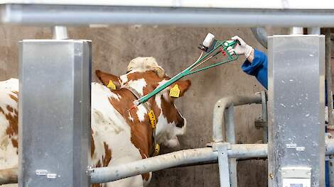 Een forse productiedaling en koorts kenmerken de huidige blauwtonguitbraak