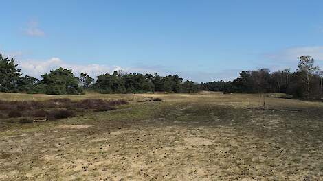 Groen Kennisnet webinar: Transitie naar duurzaam landschap in Nationaal Park De Maasduinen