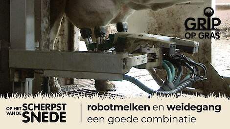 Video: Weidegang past prima bij robotmelken