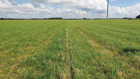 Soort kunstmest beïnvloedt vorming van eiwit in gras