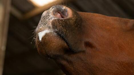 Meer dan 1.400 nieuwe blauwtongbesmettingen in week tijd