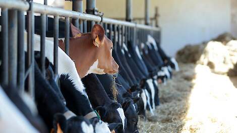 België: minder koeien, minder boeren, meer melk