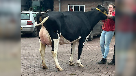 Melkveehouder emigreert naar Zweden en verkoopt veestapel via veiling