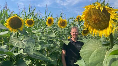 Mengteelt maïs en zonnebloemen noodoplossing voor bio-melkveehouder Peters