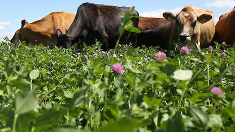 Meer hectares kruidenrijk grasland in project Aldi en FrieslandCampina