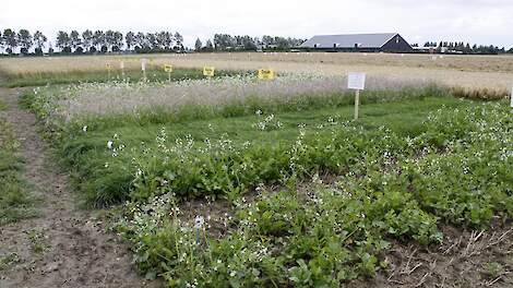 Dit moet je moet weten over de 1001ha-actie met groenbemesters en kruidenrijk grasland